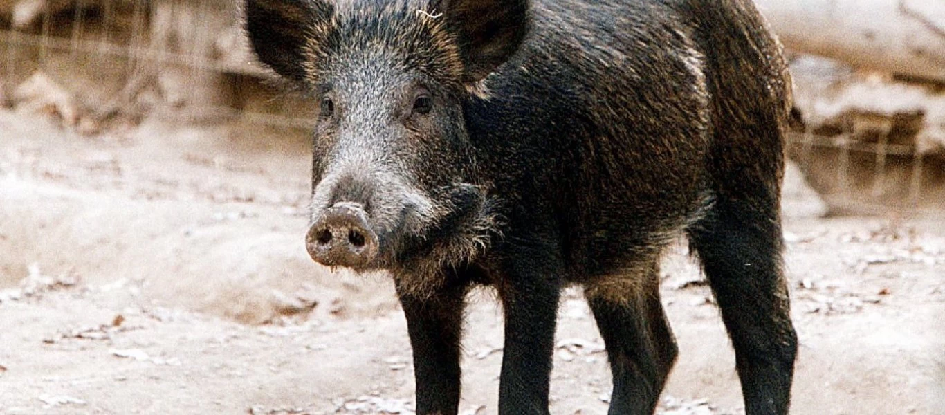 Έχει ξεφύγει η κατάσταση στη Φθιώτιδα: Αγριογούρουνα «μπουκάρουν» σε σπίτια (βίντεο)